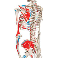 Human Skeleton Model Max with Painted Muscle Origins & Inserts