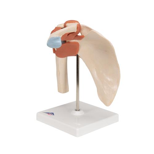Deluxe Functional Human Shoulder Joint, Physiological Movable