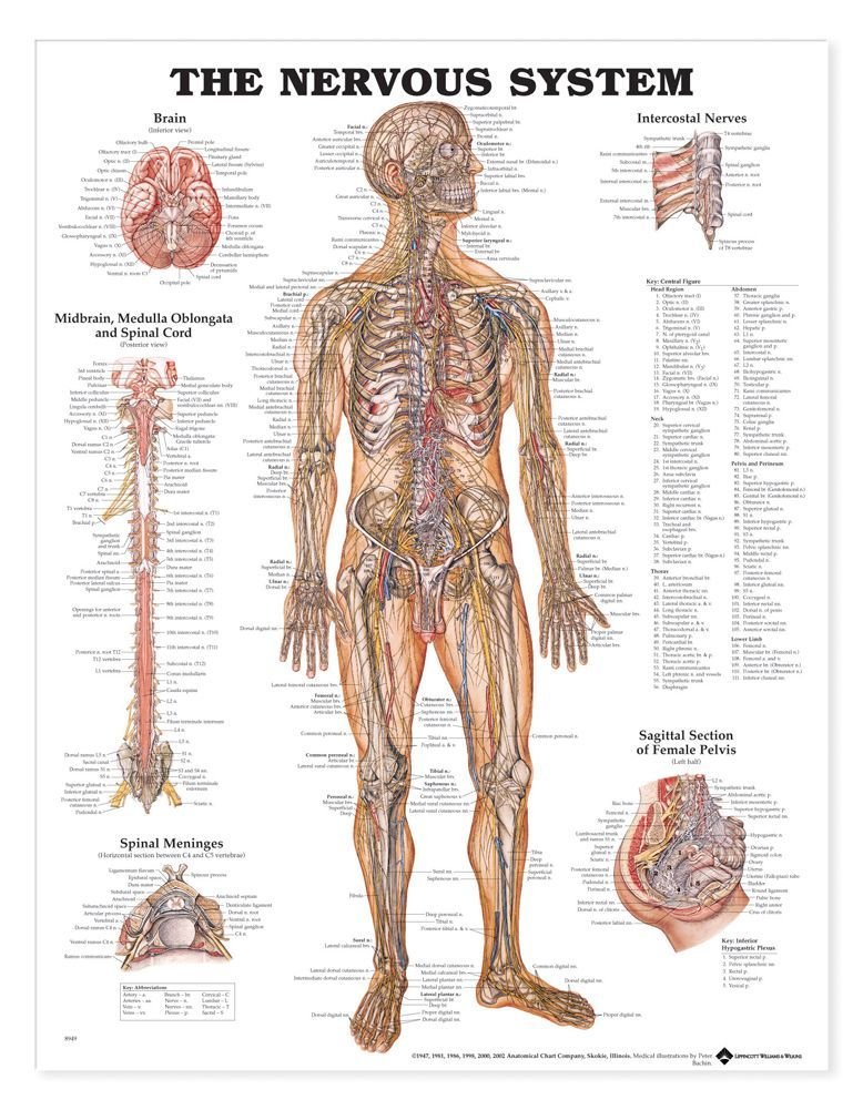 Nervous System Anatomical Chart - Laminated  