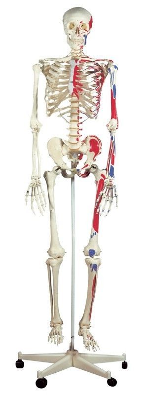 Human Skeleton Model Max with Painted Muscle Origins & Inserts