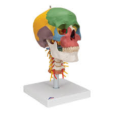 Didactic Human Skull Model on Cervical Spine - 4 part
