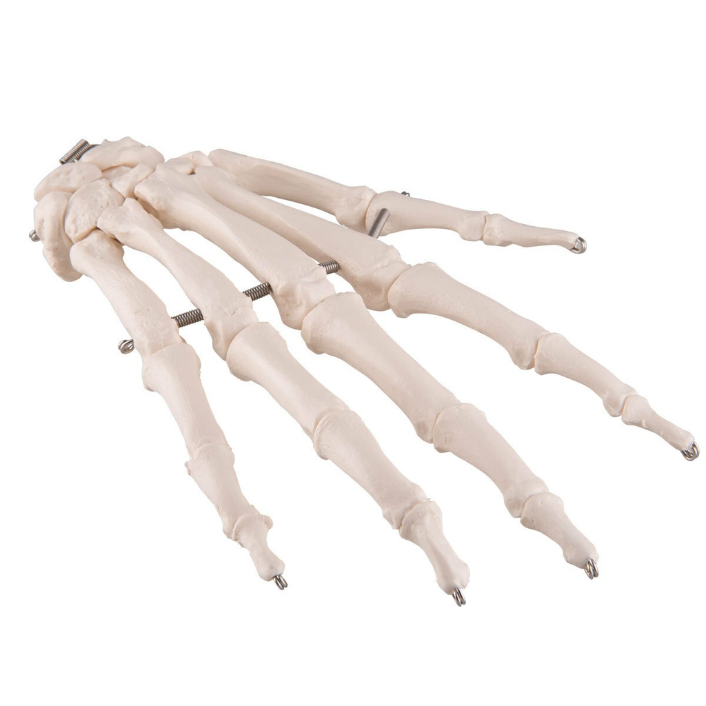 Human Hand Skeleton Model