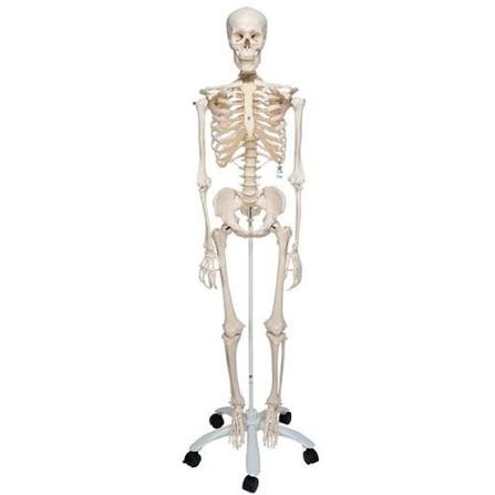 [A3BA10] Human Skeleton Model Stan
