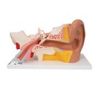 [3BS1000250] Human Ear Model, 3 times Life-Size, 4 part - 3B Smart Anatomy