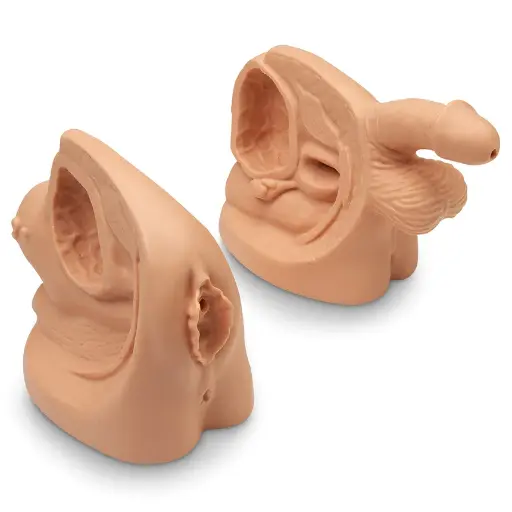 [3BS1013743] Life/form® Male & Female Catheter Model Set