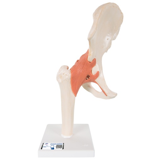 [3BSA81/1] Functional Human Hip Joint Model with Ligaments & Marked Cartilage 