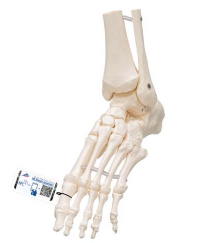 [A3BA31] Human Foot & Ankle Skeleton Model