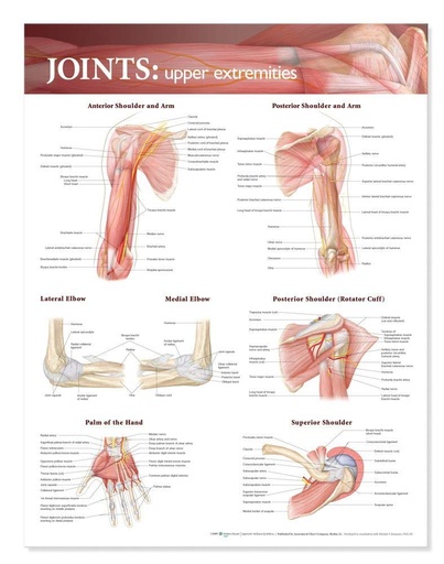 [WOL0781786576] Joints of the Upper Extremities Anatomical Chart - Laminated
