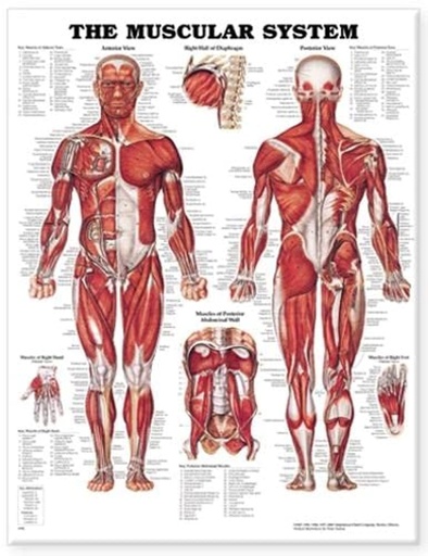 [WOL1587790351] The Muscular System Anatomical Chart - Laminated