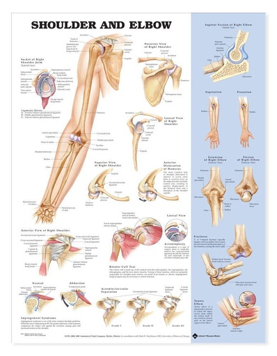 [WOL1587797550] Shoulder Elbow Anatomical Chart - Laminated 