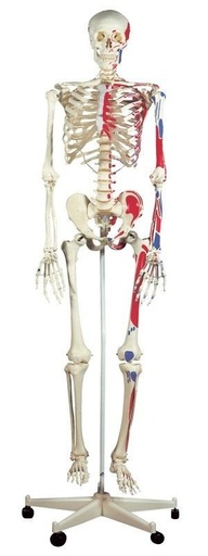 [A3BA11] Human Skeleton Model Max with Painted Muscle Origins & Inserts