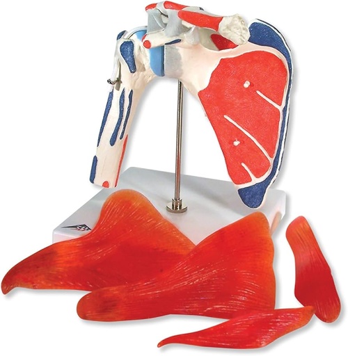 [A3BA880] Human Shoulder Joint Model with Rotator Cuff & 4 Removable Muscles - 5 part