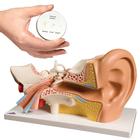 [A3B8000844] Anatomy Set Ear